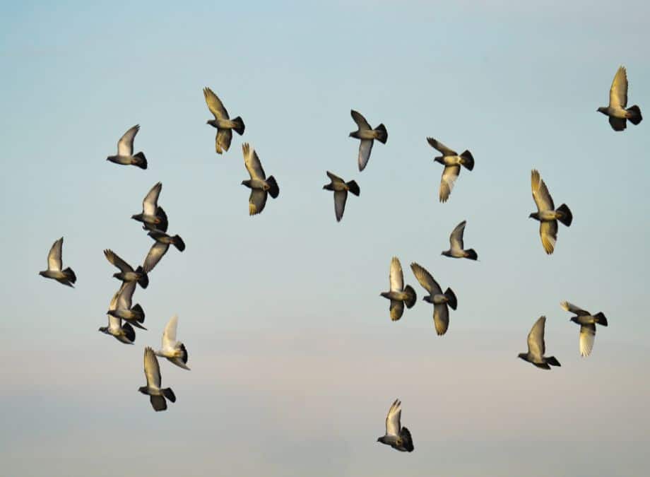 Understanding Pest Bird Behaviour: Effective Solutions for Common Urban Challenges