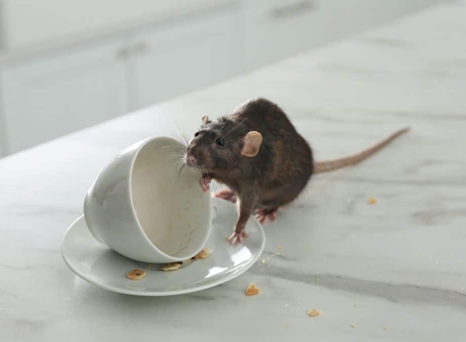 Keeping Your Business Premises Professional: Eco Smart Pest Control’s Rodent Control Approach