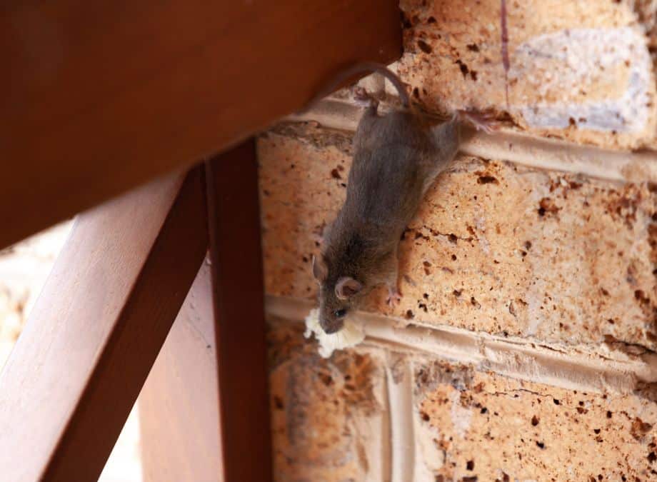 What to Do When You Hear Scratching in Your Ceiling at Night